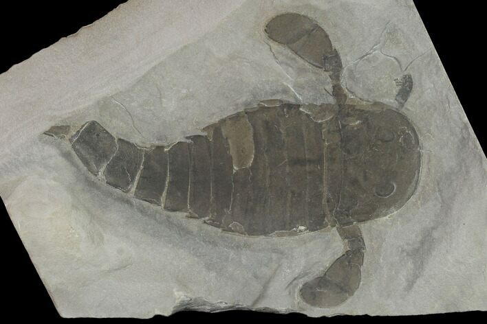 Eurypterus (Sea Scorpion) Fossil - New York #131488